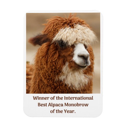 Beste Alpaca Monowenkbrauw Magneet (Verticaal)