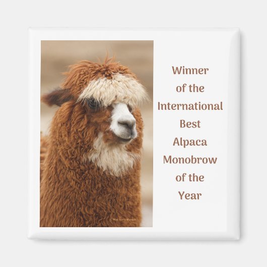 Beste Alpaca Monowenkbrauw Magneet (Voorkant)
