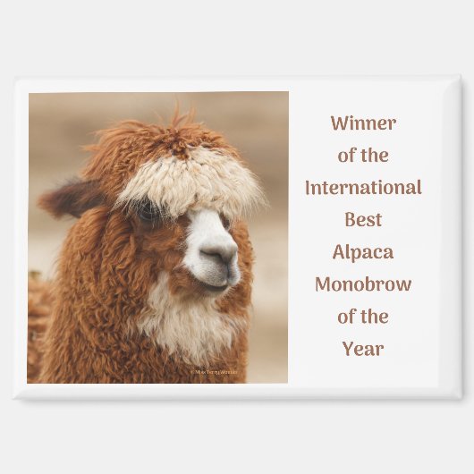 Beste Alpaca Monowenkbrauw Magneet (Voorkant)