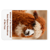 Beste Alpaca Monowenkbrauw Magneet (Horizontaal)