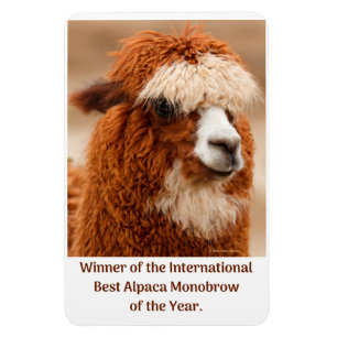 Beste Alpaca Monowenkbrauw Magneet
