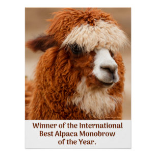 Beste Alpaca Monowenkbrauw Perfect Poster