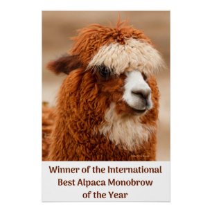 Beste Alpaca Monowenkbrauw Perfect Poster