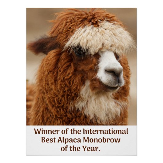 Beste Alpaca Monowenkbrauw Perfect Poster (Voorkant)