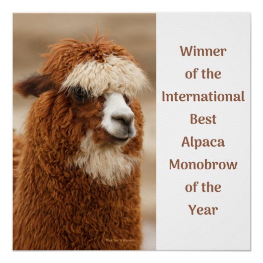 Beste Alpaca Monowenkbrauw Perfect Poster (Voorkant)
