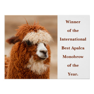 Beste Alpaca Monowenkbrauw Perfect Poster