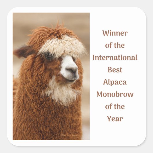 Beste Alpaca Monowenkbrauw Vierkante Sticker (Voorkant)