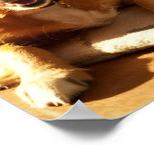 Beste Dierenvrienden: Oranje Hond en Kat Poster (Hoek)