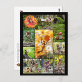 Beste eikel elfen foto's mozaïek postcrossing briefkaart (Voorkant / Achterkant)