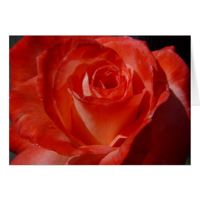 beste foto 016 (Voorkant Horizontaal)