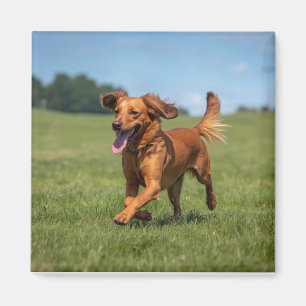 Beste hond papa ooit moderne aangepaste huisdier f magneet