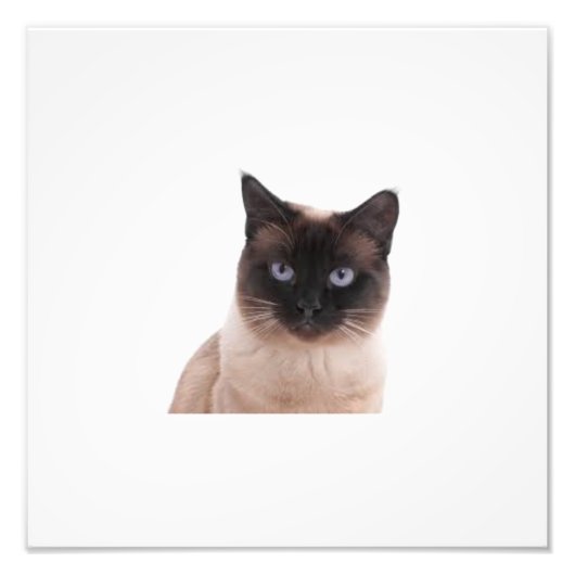 beste kat foto van wereld afdruk (Voorkant)