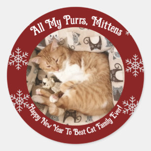 Beste kattenfamilie ooit, kattenfoto, ronde sticker