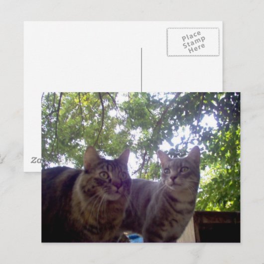 Beste kopen briefkaart (Voorkant / Achterkant)