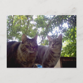 Beste kopen briefkaart