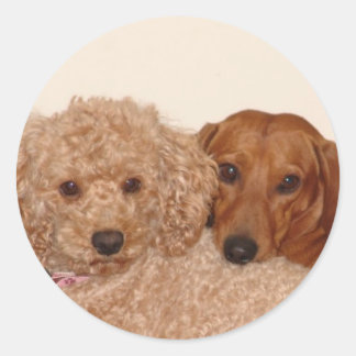 Beste kopen ronde sticker