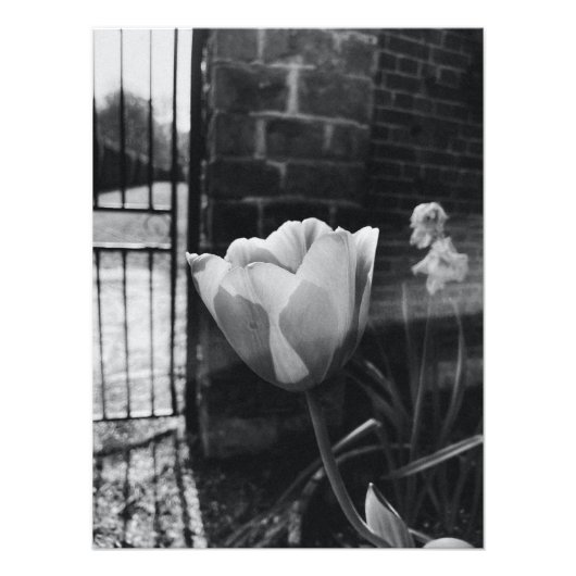 beste posters foto ' s met zwarte en witte bloem (Voorkant)