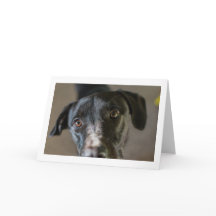 "Beste vriend" blanco gevouwen wenskaart