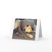 Beste vriend van het dierenasiel is een groet