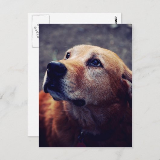 Beste vriend van man briefkaart (Voorkant / Achterkant)