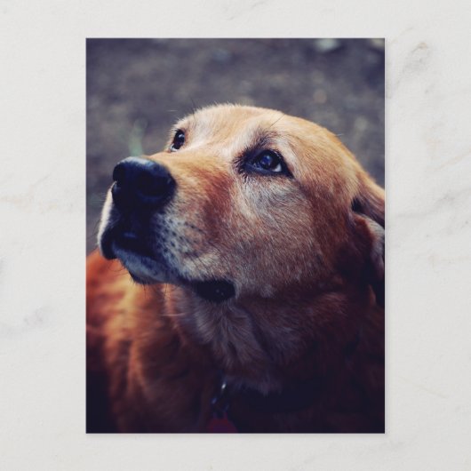 Beste vriend van man briefkaart (Voorkant)