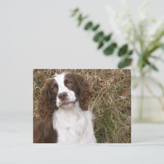 Beste vriend van man - Engelstalige Springer Spani Briefkaart (Staand voorkant)