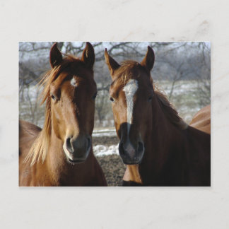 Beste vrienden briefkaart