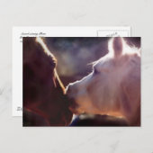Beste vrienden Equine Post Card Briefkaart (Voorkant / Achterkant)