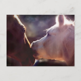 Beste vrienden Equine Post Card Briefkaart