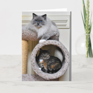 Beste Vrienden, kaart