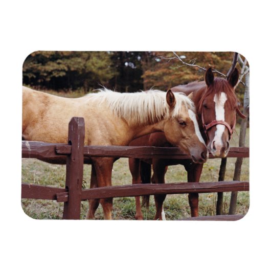 Beste vrienden magneet (Horizontaal)