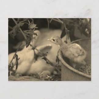 Beste vrienden, misschien? - briefkaart