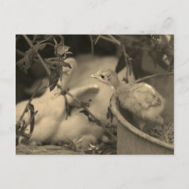 Beste vrienden, misschien? - briefkaart