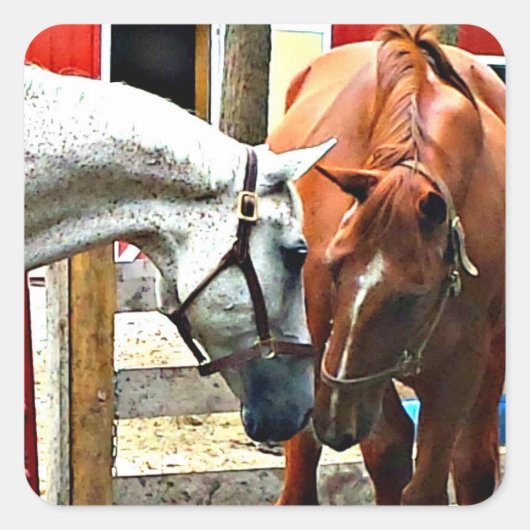 Beste vrienden Paard Sticker (Voorkant)