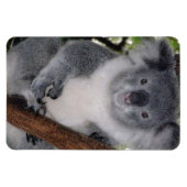 Bestemming Zazzle Schattig Koala Aussi Outback Magneet (Horizontaal)