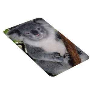 Bestemming Zazzle Schattig Koala Aussi Outback Magneet