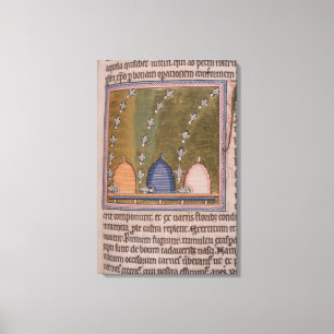 Bestiary Drie gebogen lijnen Canvas Afdruk