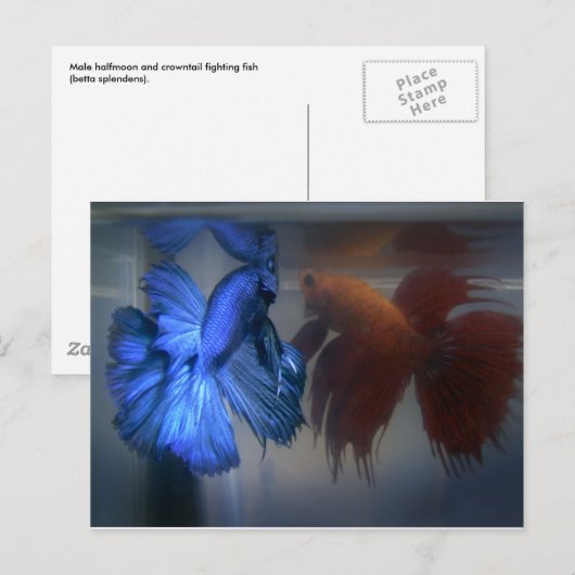 Bestrijding van vis briefkaart (Voorkant / Achterkant)