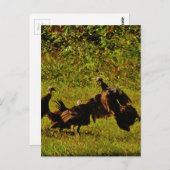 Bestrijding van wilde kalkoenen in het moerasgeber briefkaart (Voorkant / Achterkant)