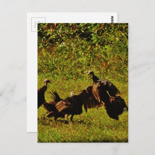 Bestrijding van wilde kalkoenen in het moerasgeber briefkaart (Voorkant / Achterkant)