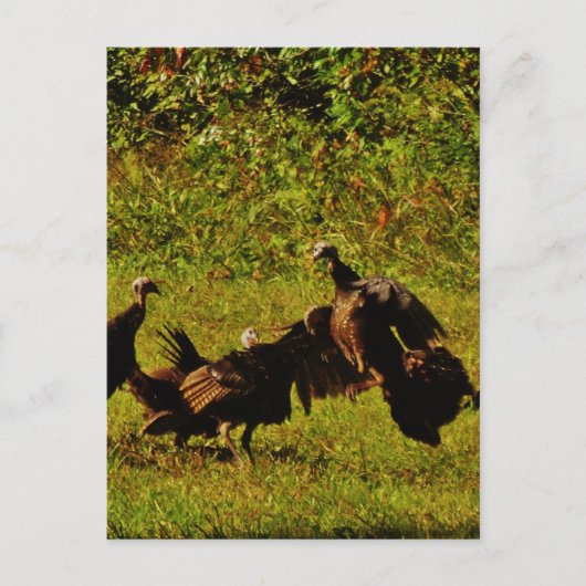 Bestrijding van wilde kalkoenen in het moerasgeber briefkaart (Voorkant)