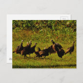 Bestrijding van wilde kalkoenen in het moerasgeber briefkaart (Voorkant / Achterkant)
