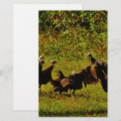 Bestrijding van wilde kalkoenen in het moerasgeber briefpapier (Voorkant / Achterkant)