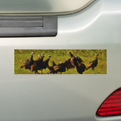 Bestrijding van wilde kalkoenen in het moerasgeber bumpersticker (Op auto)