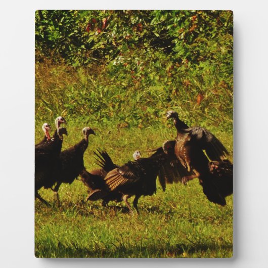 Bestrijding van wilde kalkoenen in het moerasgeber fotoplaat (Voorkant)