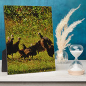 Bestrijding van wilde kalkoenen in het moerasgeber fotoplaat (Zijkant)