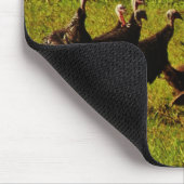 Bestrijding van wilde kalkoenen in het moerasgeber muismat (Hoek)