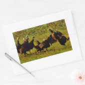 Bestrijding van wilde kalkoenen in het moerasgeber rechthoekige sticker (Envelop)