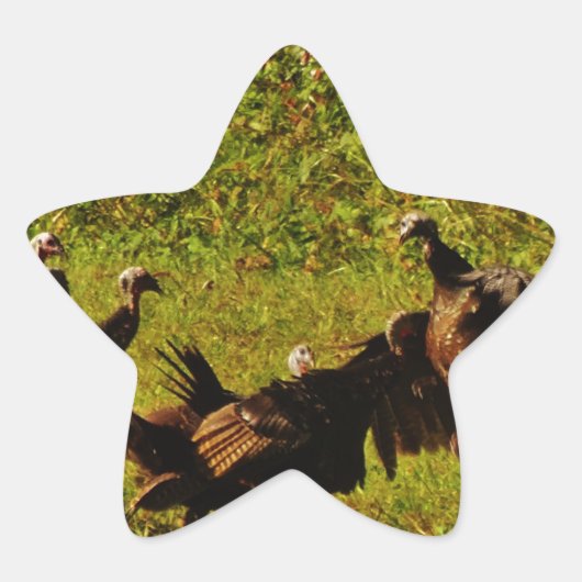 Bestrijding van wilde kalkoenen in het moerasgeber ster sticker (Voorkant)