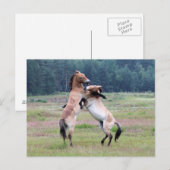 Bestrijding van wilde paarden briefkaart (Voorkant / Achterkant)
